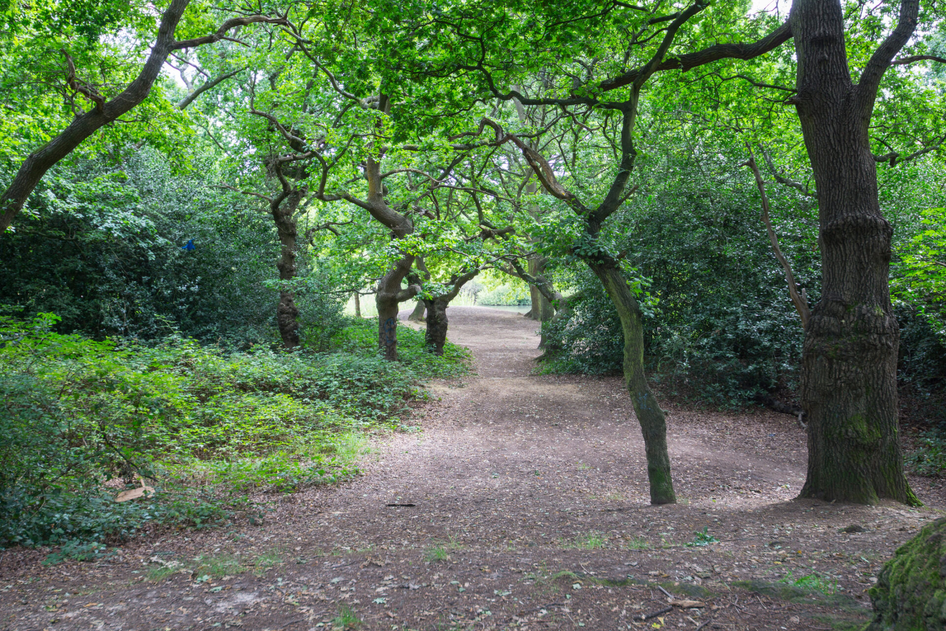Epping Forest walks and trees make a great outdoor environment for Londoners to head out to to escape the pressures of urban life.